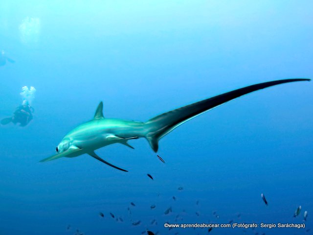 Curso de buceo avanzado de aprendeabucear.com