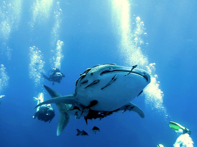 Tiburon ballena en curso de buceo
